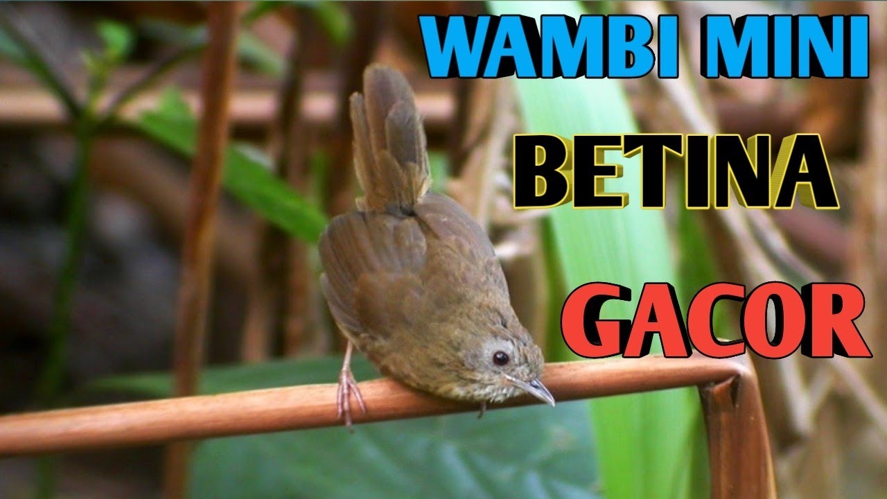 suara wambi mini betina sangat ampuh buat pancingan wambi mini jantan