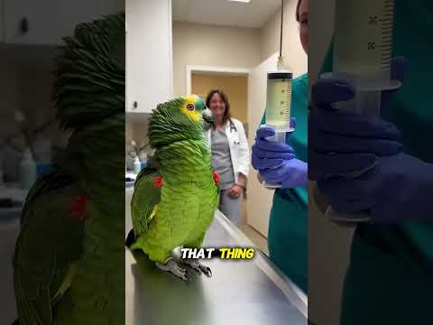 Parrot Loses His Mind Over Giant Vet Syringe I M Not A Thanksgiving Turkey