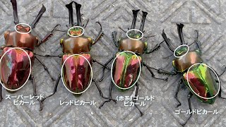 スーパーレッドピカール 」極赤 ニジイロクワガタ（ピカール血統