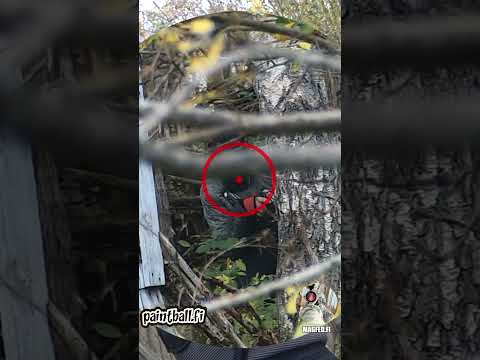 Breakout Flank Shot - Slow Motion Paintball - Magfed Paintball #shorts #paintball  #magfedpaintball