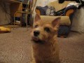 Most Cutest Norwich Terrier :: Best of First Year of life