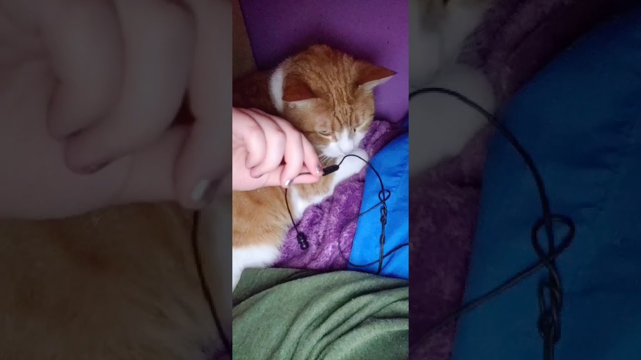 Life Of Smudgie 40: purry ASMR boi