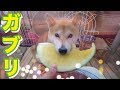 柴犬小春 【物足りない!】黄色いスイカにかぶりつくがー