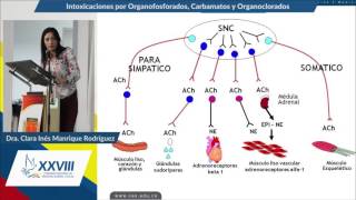 Intoxicaciones por Organofosforados, Carbamatos y Organoclorados  Doctora Clara Inés Manrique R.