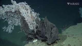 MBARI’s underwater robots find plastic pollution from the surface to the deep seafloor by MBARI (Monterey Bay Aquarium Research Institute) 7,275 views 2 days ago 3 minutes, 8 seconds