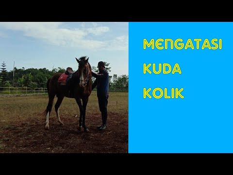 Video: Sembelit Dan Kolik Di Kuda