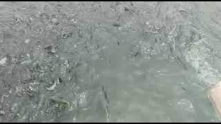 Download Lagu benih nila nirwana III wanayasa purwakarta MP3