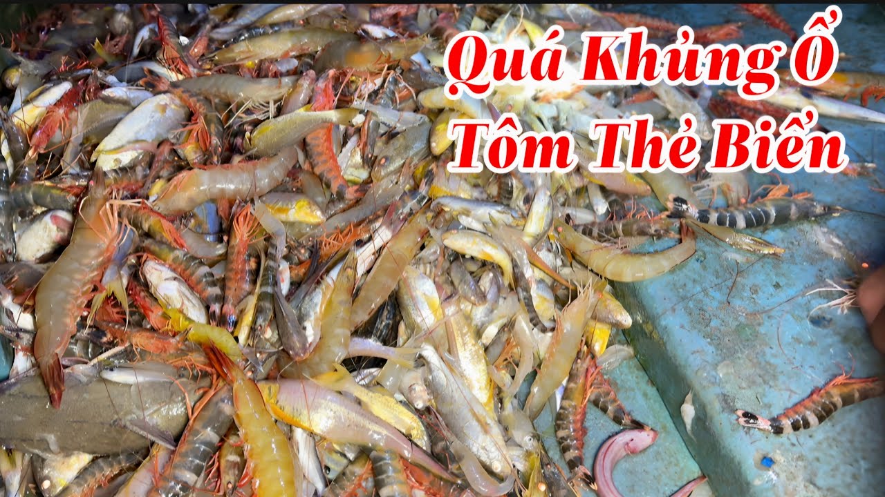 Tiếp Tục Ra Biển Nước Đêm Bất Ngờ Trúng Ổ Tôm Thẻ Biển Thấy Mê Luôn|| TCNTV #628