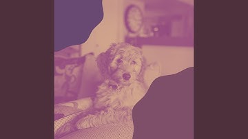 Pulsating Ambience for Resting Dogs