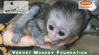 Lots of orphan baby monkey updates, monkeys having fun