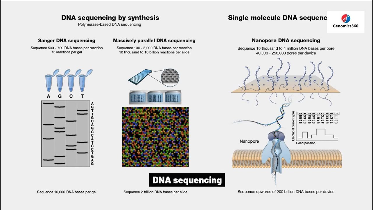 DNA sequencing YouTube