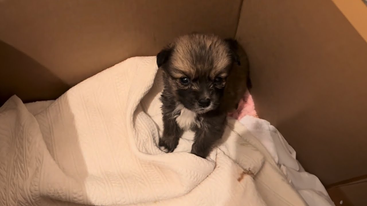 With Wet Eyes, the Tiny Puppy Begged Me for Help While Waiting for Mom in the Dark