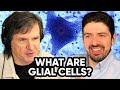 What Are Glial Cells?