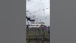 पेस्टिंग #dormex#agriculturalsystem #assamtezpur #shortsfeed #shetkari #ytshorts #ytshorts #cynaboos