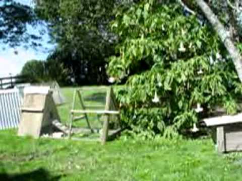 Garden Tour: Hatching & Rearing Chickens / Bees Pollination
