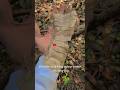 KALIAN HARUS WASPADA KETIKA MENEMUKAN BENDA INI DI DALAM HUTAN #viralvideo
