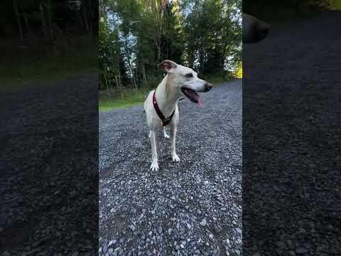 Dog scooter morning session