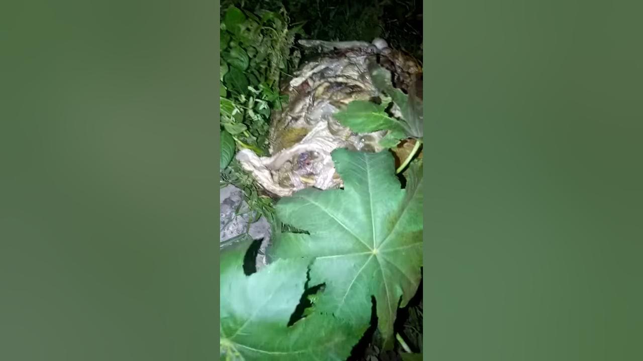 Dead body on process to by bugs YouTube