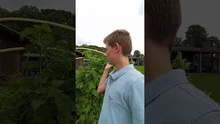 Binnenkort een video over alle bessen (komt binnen deze week online) #kweken #heerlijk #bessen