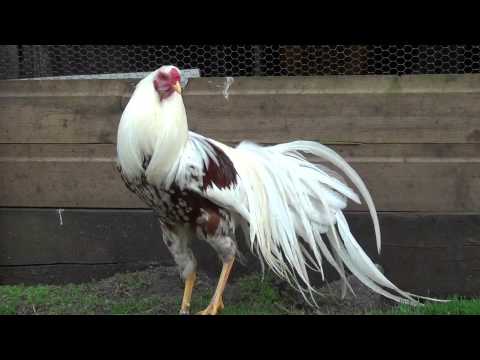 Cuban Pouter - 2 Week Old Baby from YouTube · Duration: 1 minutes 26 seconds Cuban Pouter - 2 Week Old Baby from YouTube · Duration: 1 minutes 26 seconds