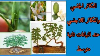 أنماط التكاثر عند النباتات (التكاثر الجنسي والتكاثر اللاجنسي عند النباتات) علوم طبيعية ثانية متوسط