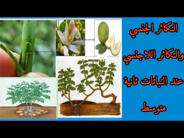 أنماط التكاثر عند النباتات (التكاثر الجنسي والتكاثر اللاجنسي عند النباتات) علوم طبيعية ثانية متوسط