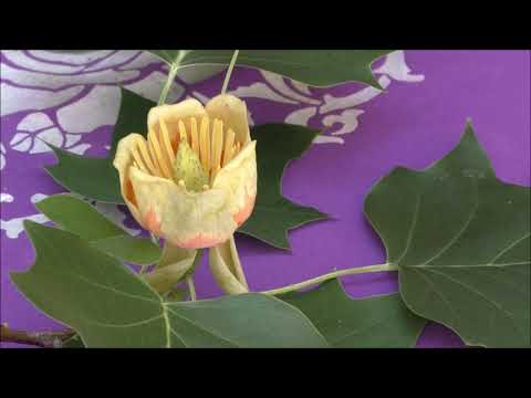 Video: Blüht ein Tulpenbaum?