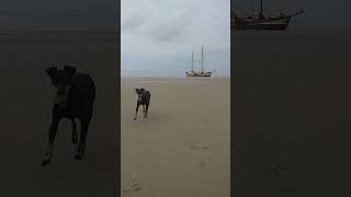 Chester the Manchester Terrier and his favourite beach