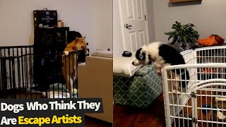 Top 10 Sneaky Dogs Who Are Master Escape Artists | Funny Dogs Escaping