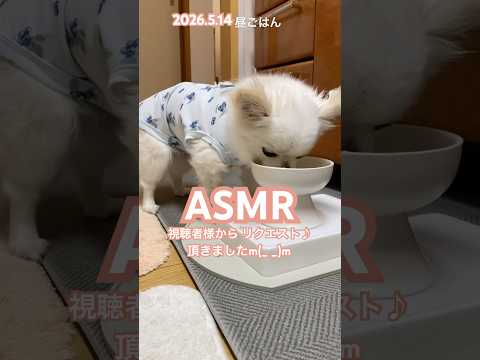 ［ASMR］#咀嚼音#17歳チワワ #ハイシニア犬 #犬夏服