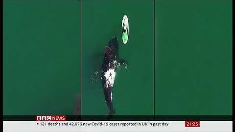 Southern Right whale pushes paddleboard on Argentine Patagonia coast - BBC News - 3 September 2021