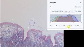 Digital Microscope Cameras Part 4   Gamma Settings