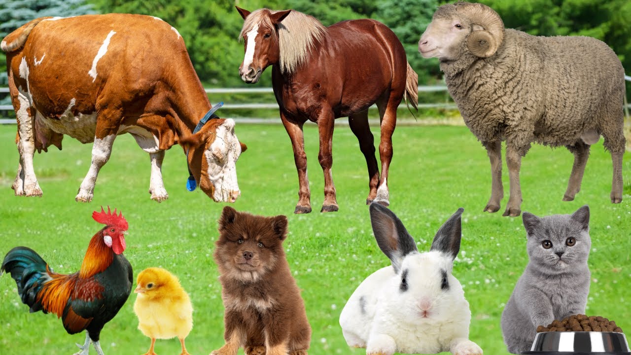 Коллекция милых животных с фермы: кот, свинья, цыплёнок, собака, утка, кролик, лошадь, черепаха, ...