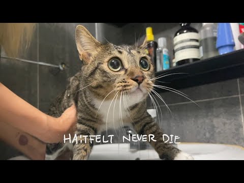 [HA:TFELT NEVER DIE] Ep.15 매일매일 그리고 UFO thumbnail