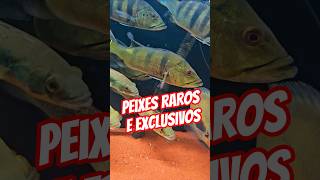 Assista esse vídeo completo clicando no ▶️ logo abaixo. #arowana #fish #arraia