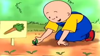 Caillou et les Carottes | Caillou en Français