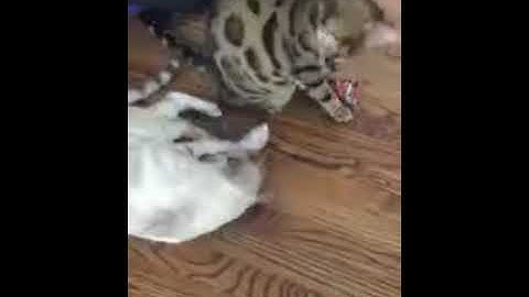 The Original KittyKickStix - 15" Catnip Kicker Toys