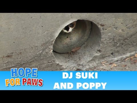 Video: Pet Scoop: suns, kas izglābts no Losandželosas upes Pieņemts, Uber piedāvā kaķēnus Austrālijā