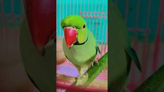 #maintota #kahaniya #videoforkids #gaane #balgeet #rhyme #hindibalgeet #banglarhyme #poems