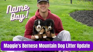 Maggie's AKC Bernese Mountain Dog Litter Update  Name Day!