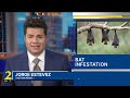 Bat infestation in UGA students' apartment causes dread, vaccinations | WSB-TV