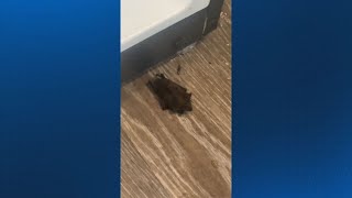 Bat infestation in UGA students' apartment causes dread, vaccinations | WSB-TV