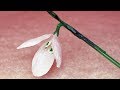 МК Подснежник/Snowdrop