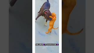 Baby Roxy Pitbull Playing With Grey American Bully