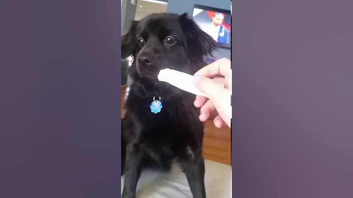 Super cute dog eating a bone