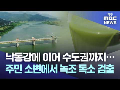 낙동강에 이어 수도권까지···주민 소변에서 <strong>녹조</strong> 독소 검출 | 대구MBC뉴스