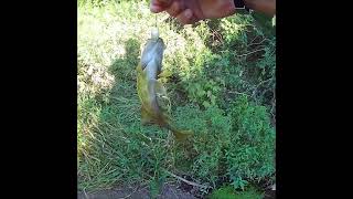 Rock Bass in the Spillway