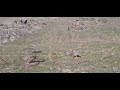 How to Trapping the Alectoris Chukar 🕊️bird#youtube #birds #wildlife #nature 