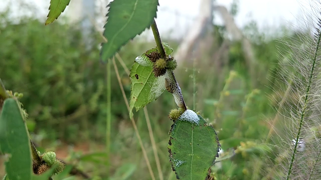 Insect that makes the plant foam