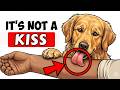 Your Dog Licks You? Here's What They're Really Trying to Say